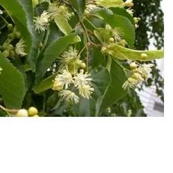 farmasconti2-2177133