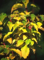 farmasconti3-2267579